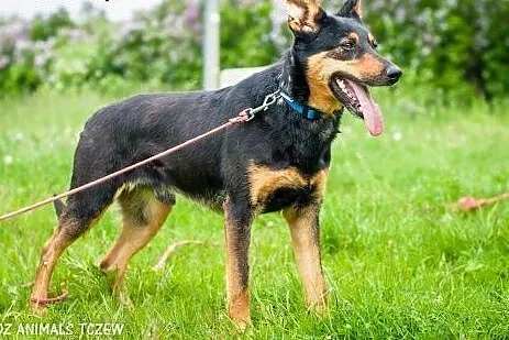 OTOZ Animals - Uszatek - wesoły psiak, przyjaciel 