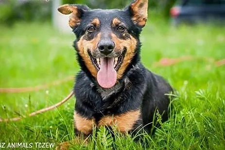 OTOZ Animals - Uszatek - wesoły psiak, przyjaciel 