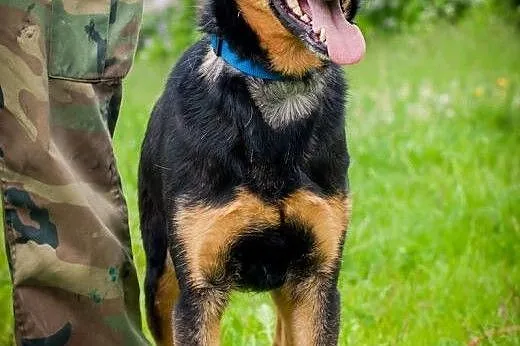 OTOZ Animals - Uszatek - wesoły psiak, przyjaciel 