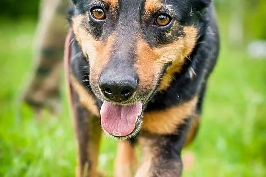 OTOZ Animals - Uszatek - wesoły psiak, przyjaciel 