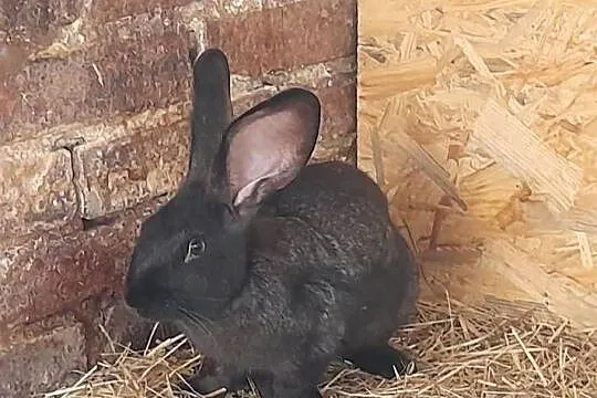 Witam Sprzedam samce  5-6 miesięcy