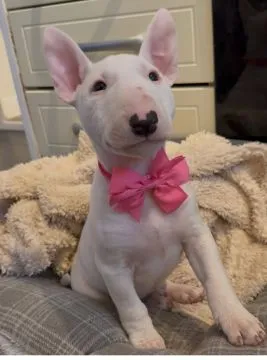 Szczenięta bulteriera do adopcji:. e-mail: {{gnikita864@gmail.com}}