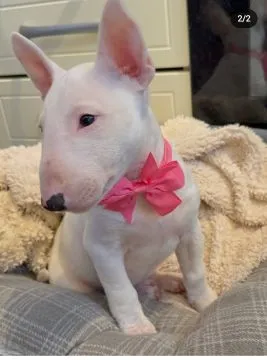 Szczenięta bulteriera do adopcji:. e-mail: {{gnikita864@gmail.com}}, , Wrocławice
