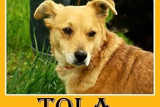 12kg,średnia,łagodna,grzeczna tulaśna suczka TOLA.Adopcja,  małopolskie Kraków