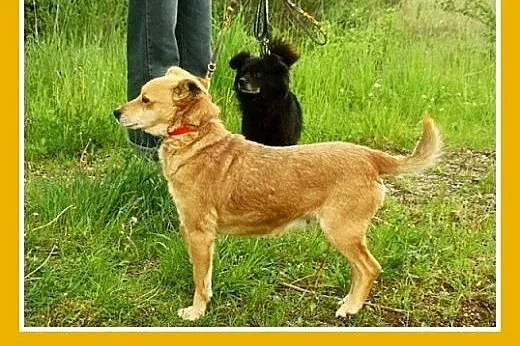12kg,średnia,łagodna,grzeczna tulaśna suczka TOLA.