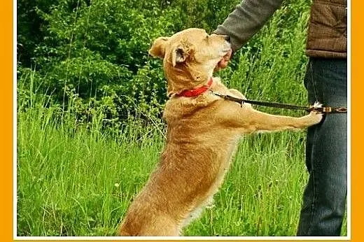 12kg,średnia,łagodna,grzeczna tulaśna suczka TOLA.