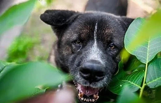 APSIK vel APE poleca się do adopcji, dolnośląskie