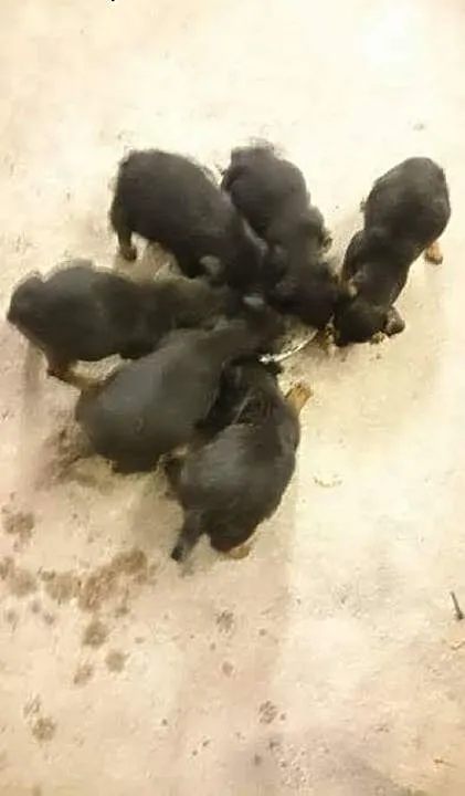 5 suczek - pilnie potrzebne domy stałe lub tymczas