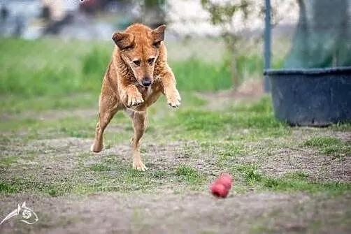 LEJLA energiczna, śliczna do adopcji, małopolskie Kraków