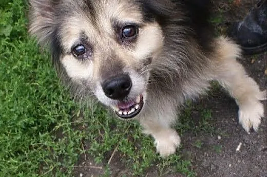 Grzeczny, bezproblemowy Terry do adopcji!,  Kundelki cała Polska