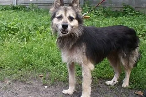Grzeczny, bezproblemowy Terry do adopcji!,  Kundel