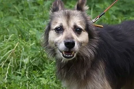 Grzeczny, bezproblemowy Terry do adopcji!,  Kundel