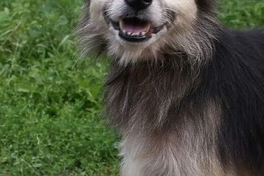 Grzeczny, bezproblemowy Terry do adopcji!,  Kundel