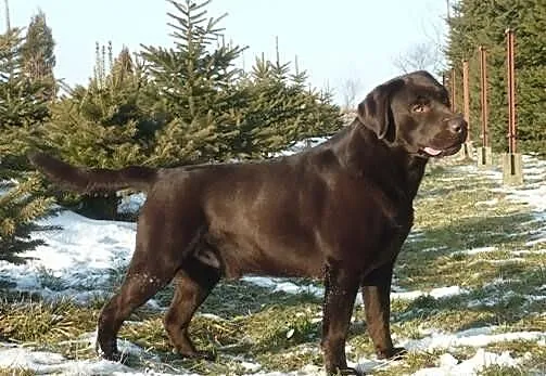 Labrador Retriever reproduktor FCI sprzedam