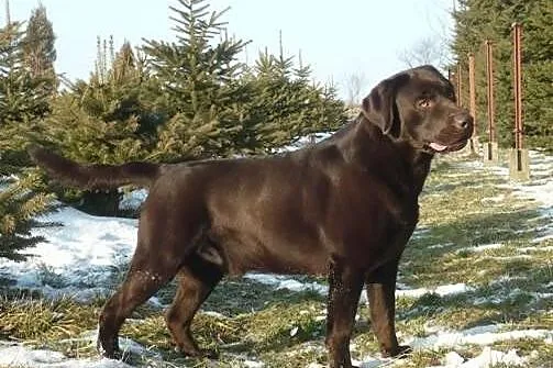 Labrador Retriever reproduktor FCI sprzedam