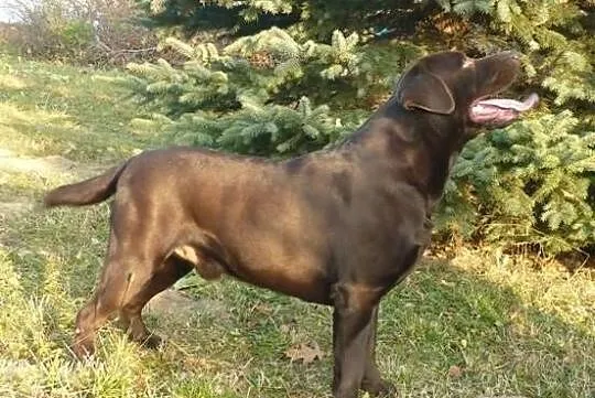 Labrador Retriever reproduktor FCI sprzedam