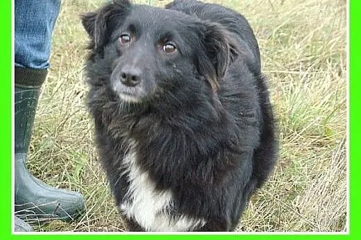 Anielski charakter,bardzo przyjazna,łagodna,spokoj