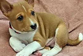 Basenji szczenię
