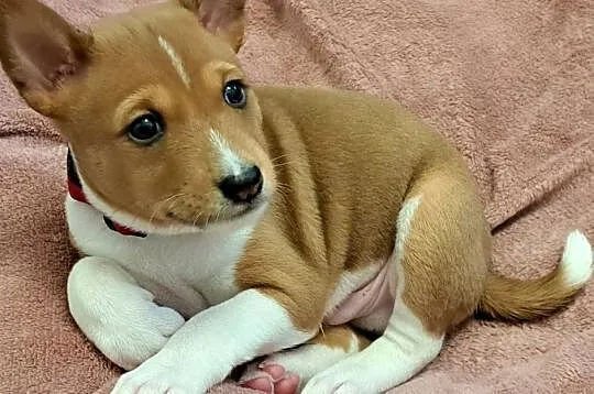 Basenji szczenię