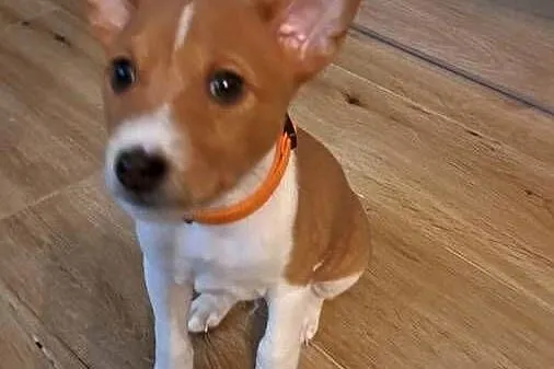 Basenji szczenię, Pomorskie, Słupsk