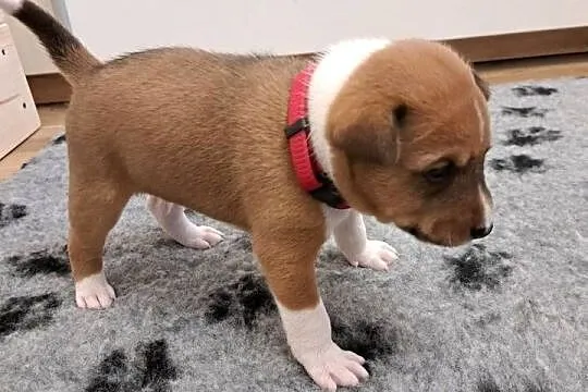Basenji szczenię, Pomorskie, Słupsk