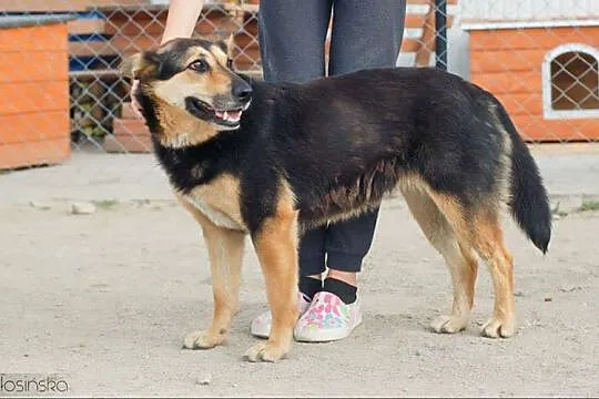 Łagodna, przyjazna Dalia, porzucona suczka czeka n