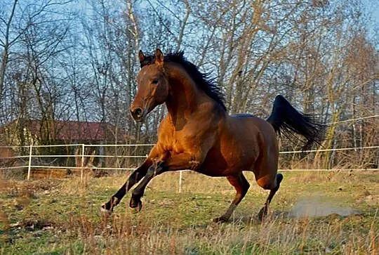 Stanówka ogier BONZO (Mu-Farriq Tasud - Bokara/Furiat), , 