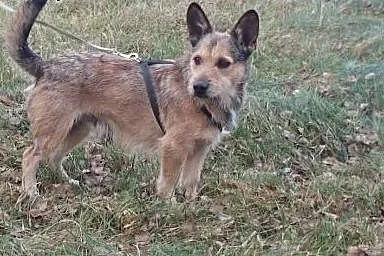 Uwielbiający dzieci niewielki Leo,  mazowieckie Wa