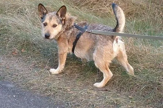 Uwielbiający dzieci niewielki Leo,  mazowieckie Wa