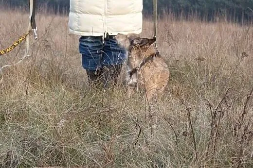 Uwielbiający dzieci niewielki Leo,  mazowieckie Wa