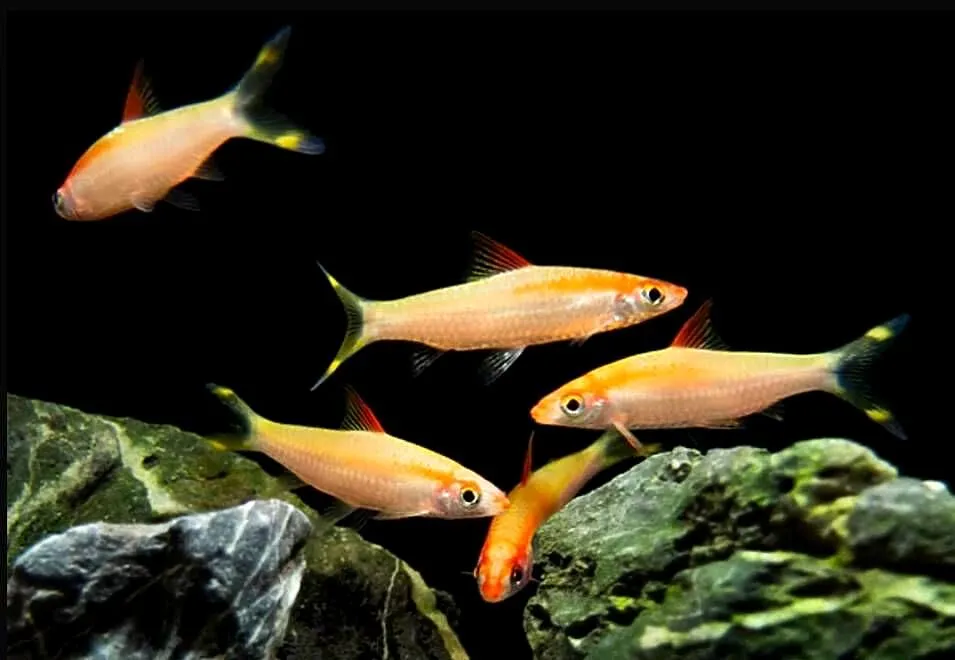 Brzanka Denisona odmiana GOLD - Sahyadria denisonii - KURIER, Pomorskie, Gdańsk