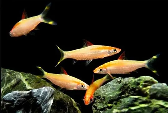 Brzanka Denisona odmiana GOLD - Sahyadria denisonii - KURIER, Pomorskie, Gdańsk