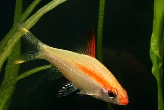 Brzanka Denisona odmiana GOLD - Sahyadria denisonii - KURIER, Pomorskie, Gdańsk