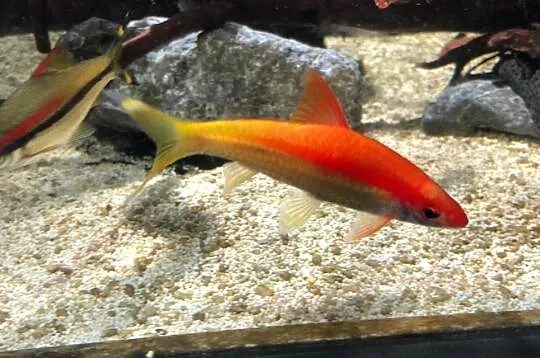 Brzanka Denisona odmiana GOLD - Sahyadria denisonii - KURIER, Pomorskie, Gdańsk