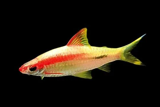 Brzanka Denisona odmiana GOLD - Sahyadria denisonii - KURIER, Pomorskie, Gdańsk