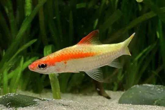Brzanka Denisona odmiana GOLD - Sahyadria denisonii - KURIER, Pomorskie, Gdańsk