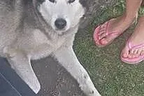 NAKO  przyjazny husky prosi o dom,  dolnośląskie Wrocław