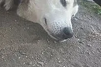 NAKO  przyjazny husky prosi o dom,  dolnośląskie W