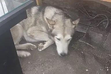 NAKO  przyjazny husky prosi o dom,  dolnośląskie W
