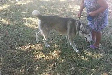 NAKO  przyjazny husky prosi o dom,  dolnośląskie W