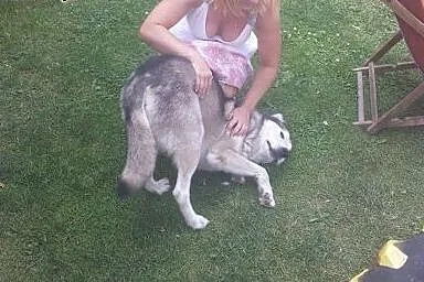 NAKO  przyjazny husky prosi o dom,  dolnośląskie W