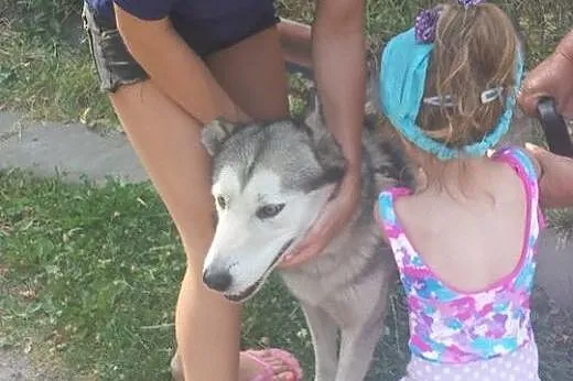 NAKO  przyjazny husky prosi o dom,  dolnośląskie W