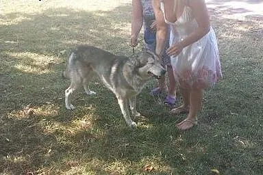 NAKO  przyjazny husky prosi o dom,  dolnośląskie W