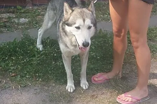 NAKO  przyjazny husky prosi o dom,  dolnośląskie W