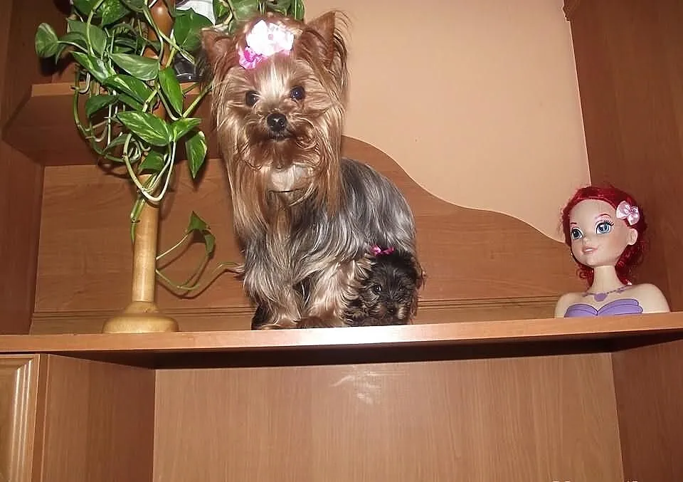 Yorki mini mini