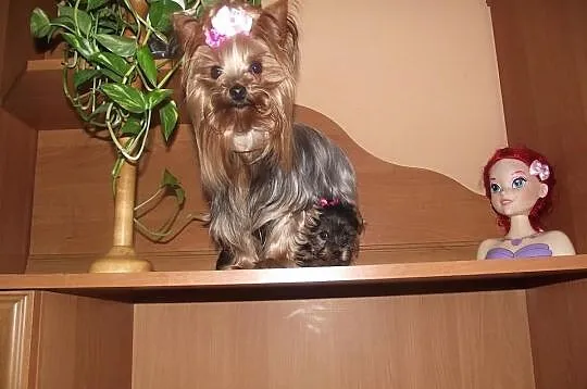 Yorki mini mini