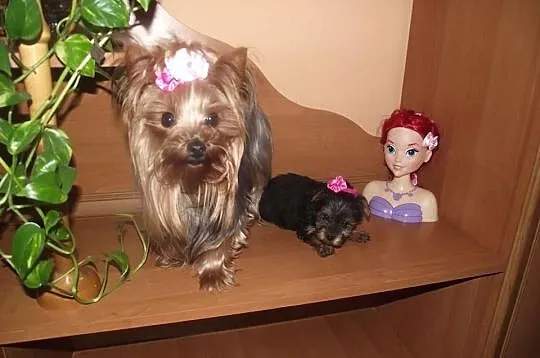 Yorki mini mini