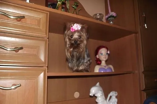 Yorki mini mini