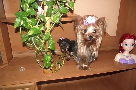 Yorki mini mini