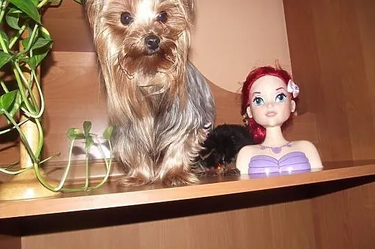Yorki mini mini
